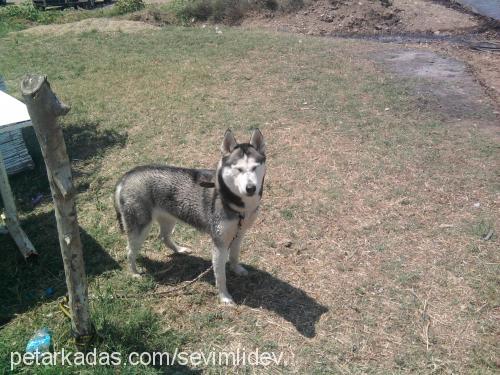 monica Dişi Sibirya Kurdu (Husky)