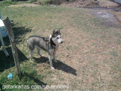 monica Dişi Sibirya Kurdu (Husky)