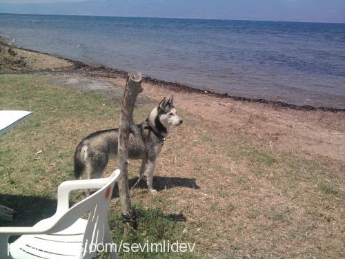 monica Dişi Sibirya Kurdu (Husky)