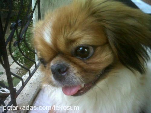 teko Erkek Pekingese