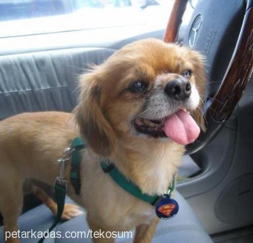 benny Erkek Pekingese