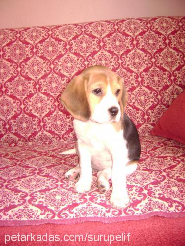 şurup Dişi Beagle