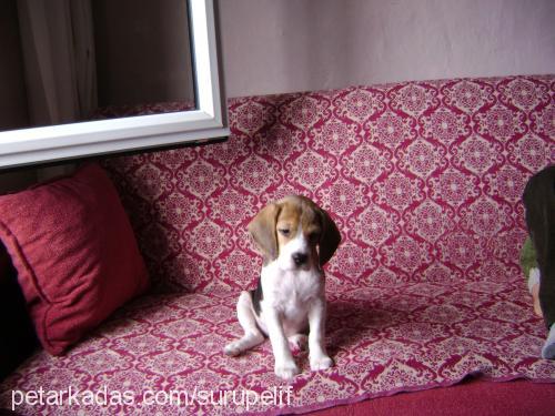 şurup Dişi Beagle