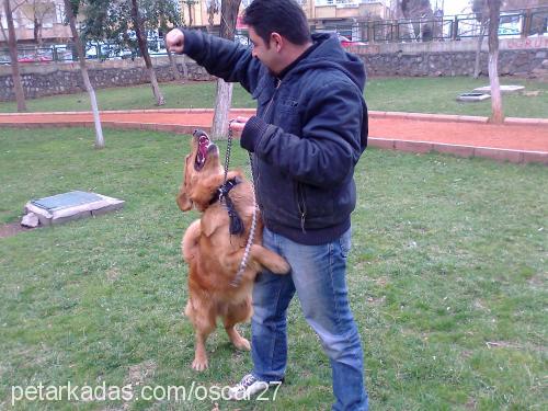 oscar Erkek Golden Retriever