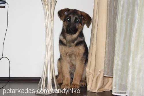 candyvonatlas Dişi Alman Çoban Köpeği