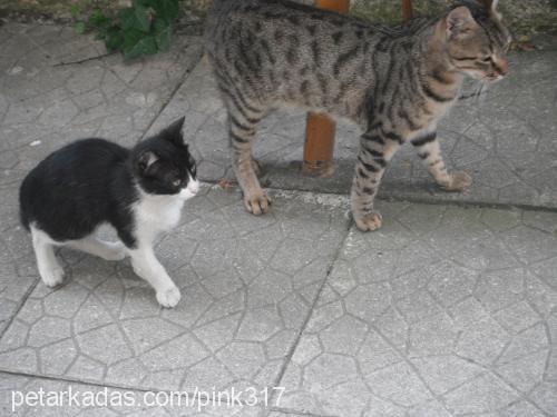 panda Erkek American Shorthair