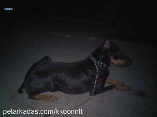 kont Erkek Doberman Pinscher