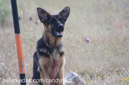 candyvonatlas Dişi Alman Çoban Köpeği