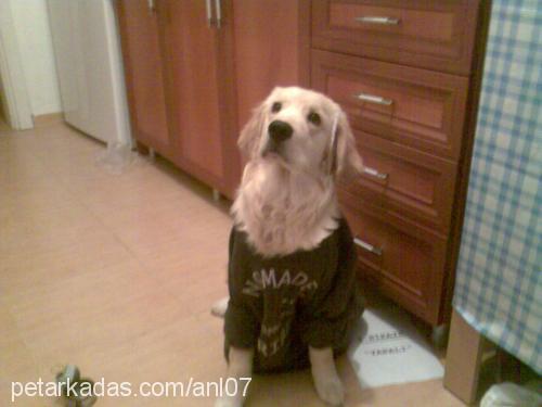 asil Erkek Golden Retriever