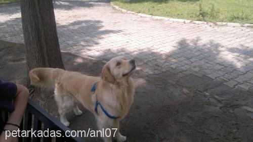 asil Erkek Golden Retriever