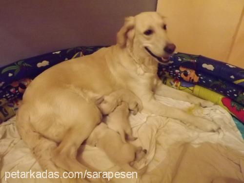 şarap Dişi Golden Retriever