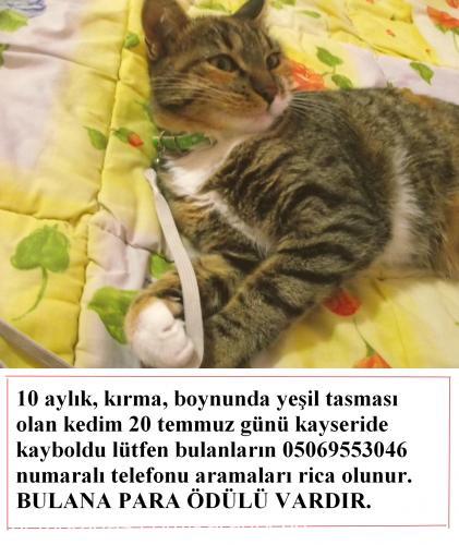 Şımarık Dişi Tekir Kedi