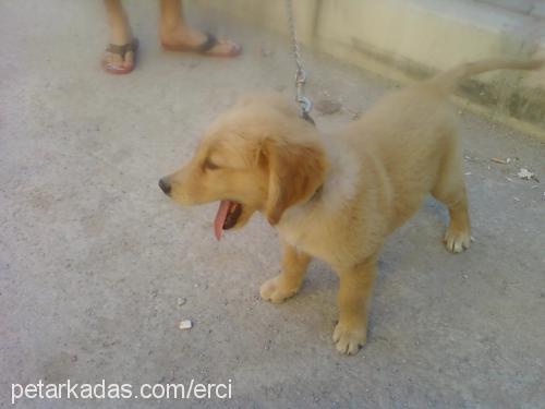 body Erkek Golden Retriever