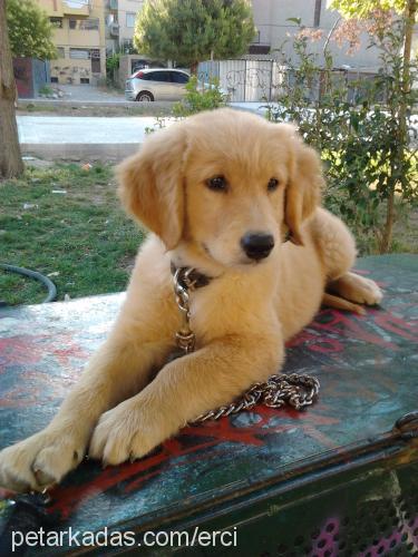 body Erkek Golden Retriever