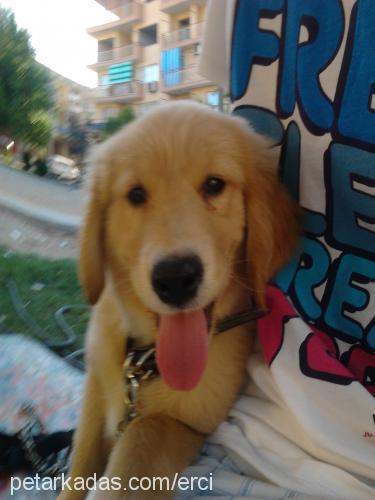 body Erkek Golden Retriever