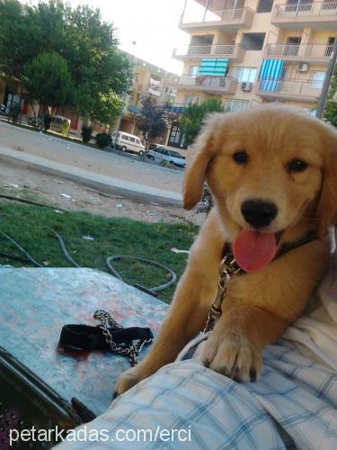 body Erkek Golden Retriever