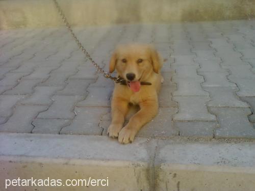 body Erkek Golden Retriever