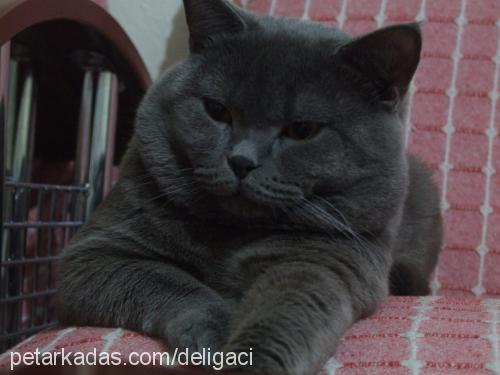 diego Erkek British Shorthair