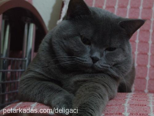 diego Erkek British Shorthair