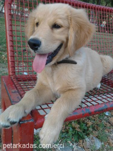 body Erkek Golden Retriever