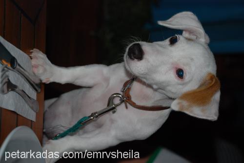 sheila Dişi Jack Russell Terrier