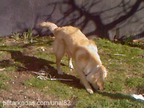 angel Dişi Golden Retriever