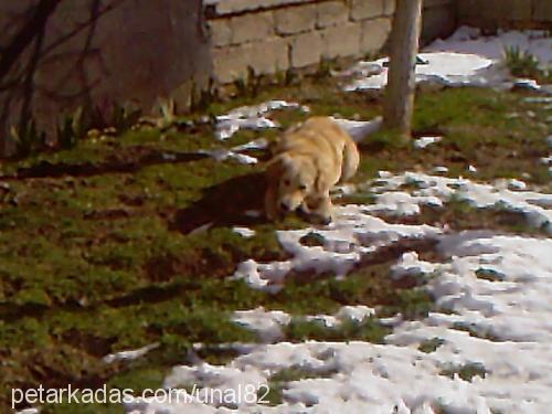 angel Dişi Golden Retriever