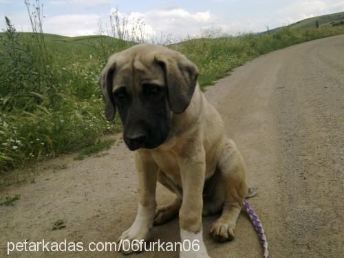 kaya Erkek Kangal