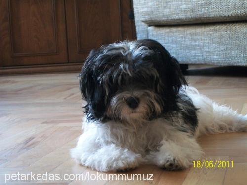 lokum Dişi Bichon Havanese