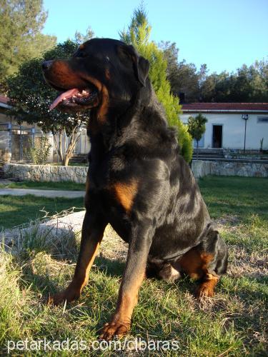 aras Erkek Rottweiler