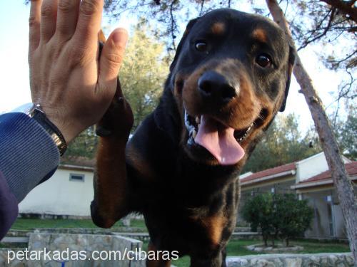 aras Erkek Rottweiler