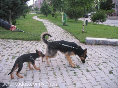 şiwa Dişi Alman Çoban Köpeği