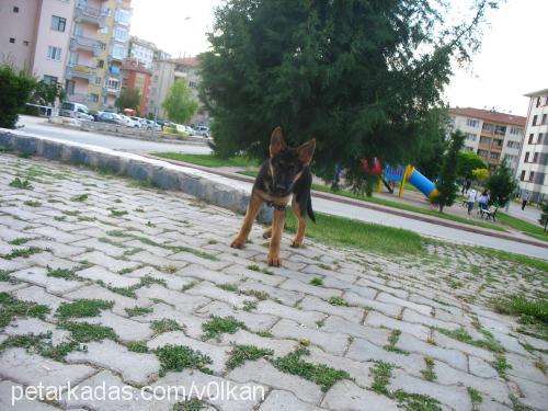 şiwa Dişi Alman Çoban Köpeği