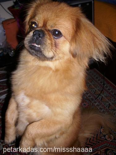 mişa Erkek Pekingese