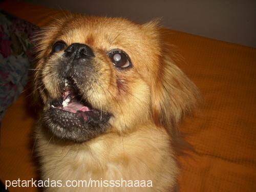 mişa Erkek Pekingese