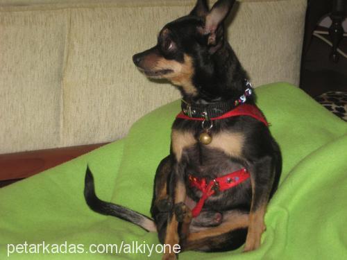 chocolate Erkek Minyatür Pinscher