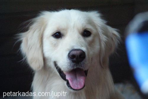 mocha Erkek Golden Retriever