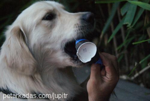 mocha Erkek Golden Retriever