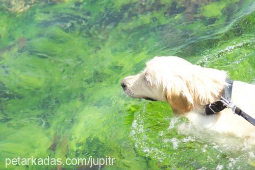 mocha Erkek Golden Retriever