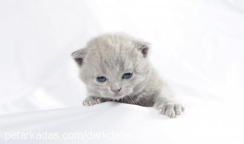 amy.winehouse Dişi British Shorthair