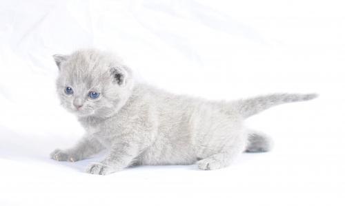 amy.winehouse Dişi British Shorthair