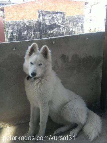 lİnda Dişi Sibirya Kurdu (Husky)