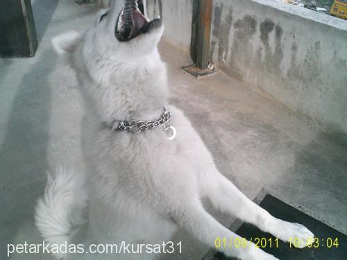 lİnda Dişi Sibirya Kurdu (Husky)