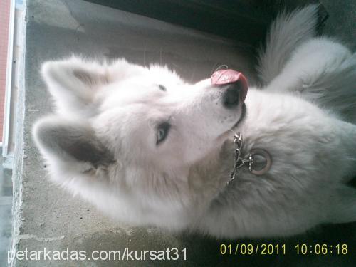 lİnda Dişi Sibirya Kurdu (Husky)