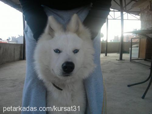 lİnda Dişi Sibirya Kurdu (Husky)