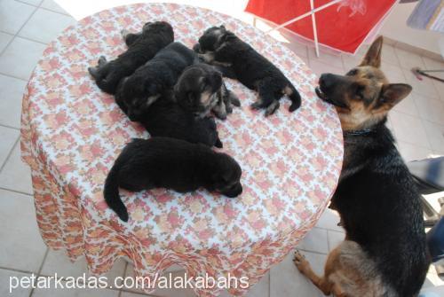 seker Dişi Alman Çoban Köpeği