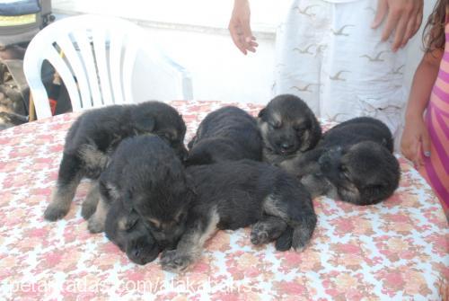 seker Dişi Alman Çoban Köpeği