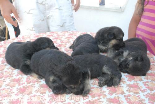 seker Dişi Alman Çoban Köpeği