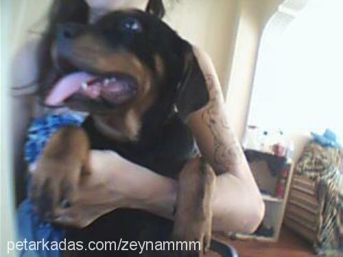 kral Erkek Rottweiler