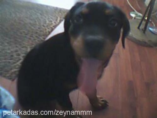 kral Erkek Rottweiler